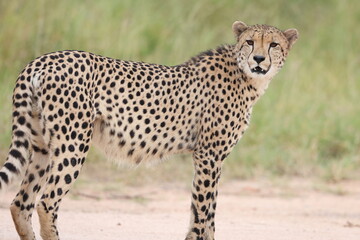 The cheetah (Acinonyx jubatus jubatus) is a species of large feline and the only living member of the genus Acinonyx. This photo was taken in Kruger National Park, South Africa. © feathercollector