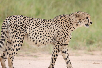The cheetah (Acinonyx jubatus jubatus) is a species of large feline and the only living member of the genus Acinonyx. This photo was taken in Kruger National Park, South Africa. © feathercollector