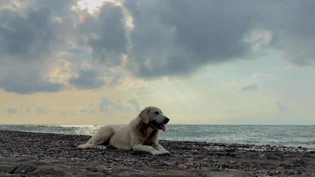 Happy white dog sitting on a rocky beach, enjoying the outdoors near the sea