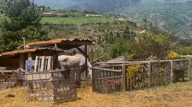 A sick and exploited old horse. Poorly kept horses in a paddock. Grazing horse. Goat and sheep graze on a mountain pasture against the backdrop of summer, Spain	