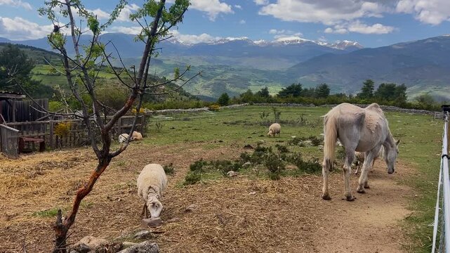 A sick and exploited old horse. Poorly kept horses in a paddock. Grazing horse. Goat and sheep graze on a mountain pasture against the backdrop of summer, Spain	
