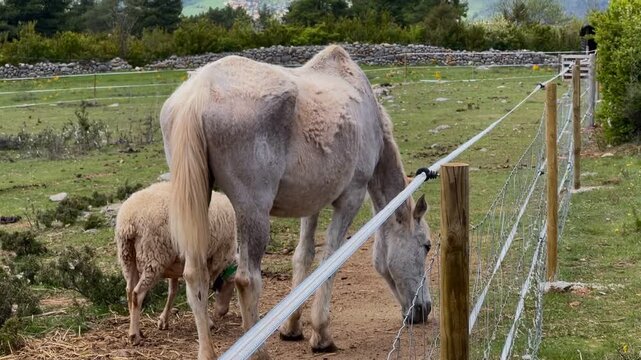 A sick and exploited old horse. Poorly kept horses in a paddock. Grazing horse. Goat and sheep graze on a mountain pasture against the backdrop of summer, Spain	