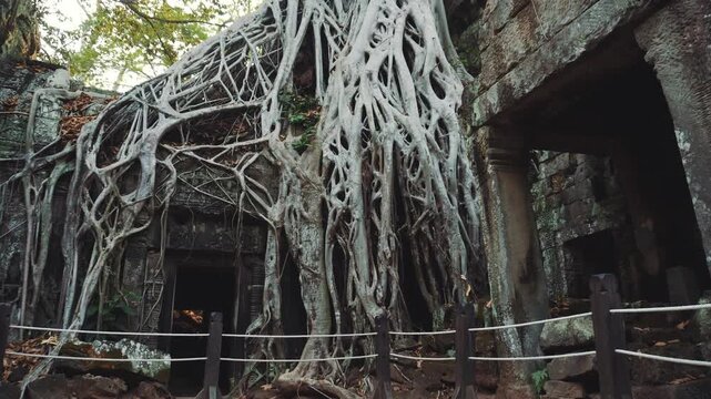 Massive white tree roots intertwine with weathered stone walls and doorways at Ta Prohm, an ancient temple ruin complex in Cambodia's tropical Angkor region during daytime.
