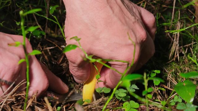 Mushroom picking. Close-up of hands cutting chanterelle mushrooms with knife in the forest. Mushroom picking. Wild Harvest