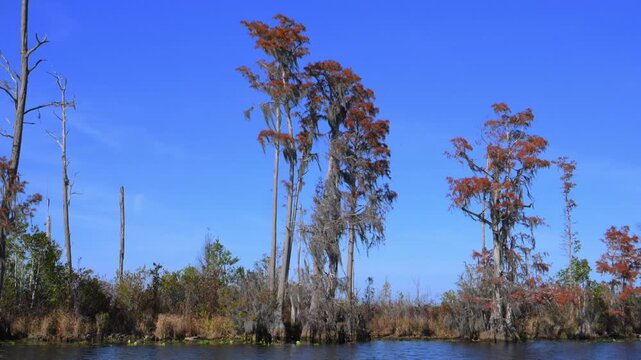 Autumn landscape of the Okefenokee National Wildlife Refuge, a freshwater wetland in Georgia, USA.