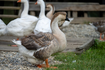 goose on the farm © Tomasz