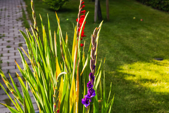 Close-up view of purple and red gladiolus flowers blooming in sunny garden. Sweden.