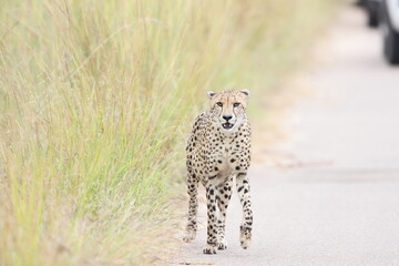 The cheetah (Acinonyx jubatus jubatus) is a species of large feline and the only living member of the genus Acinonyx. This photo was taken in Kruger National Park, South Africa. © feathercollector