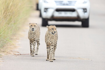 The cheetah (Acinonyx jubatus jubatus) is a species of large feline and the only living member of the genus Acinonyx. This photo was taken in Kruger National Park, South Africa. © feathercollector
