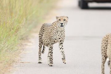 The cheetah (Acinonyx jubatus jubatus) is a species of large feline and the only living member of the genus Acinonyx. This photo was taken in Kruger National Park, South Africa. © feathercollector