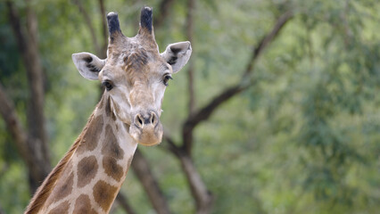 Obraz premium Close-up of a wild giraffe looking at the camera against a blurry natural green forest background. Cute safari animal headshot in a national park setting with empty copy space