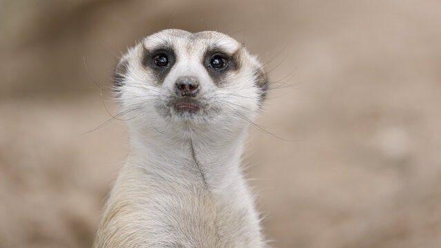 Close-up of a cute meerkat standing alert and looking directly at the camera. Cute wild animal headshot with neutral blurred background, ideal for wildlife nature projects