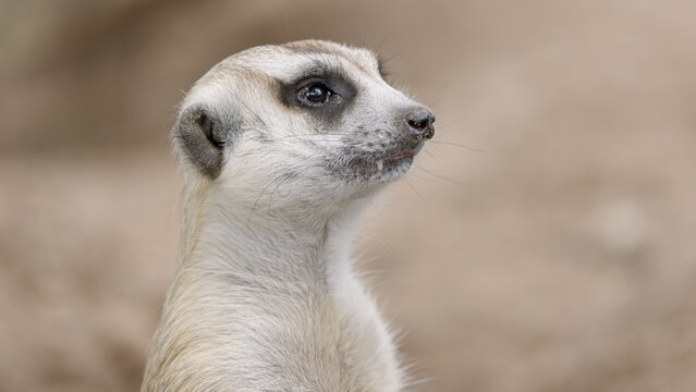 Close-up of a cute meerkat standing alert, Cute wild animal headshot with neutral blurred background, ideal for wildlife nature projects