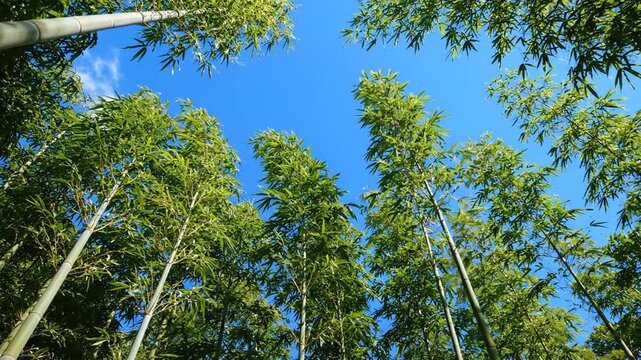 Bamboo Forest Canopy and Blue Sky