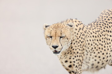 The cheetah (Acinonyx jubatus jubatus) is a species of large feline and the only living member of the genus Acinonyx. This photo was taken in Kruger National Park, South Africa. © feathercollector