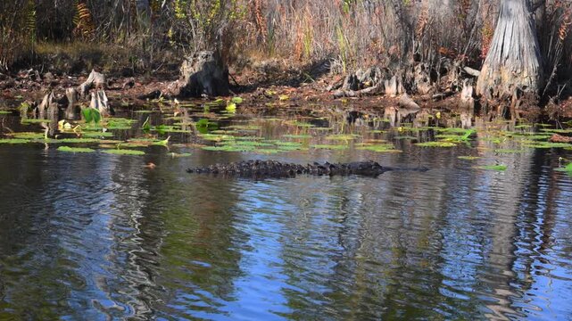 An American alligator (Alligator mississippiensis) slowly moves through the shallow water of the wetland ecosystem in Okefenokee National Wildlife Refuge, Georgia, USA.