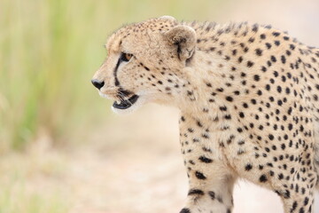 The cheetah (Acinonyx jubatus jubatus) is a species of large feline and the only living member of the genus Acinonyx. This photo was taken in Kruger National Park, South Africa. © feathercollector