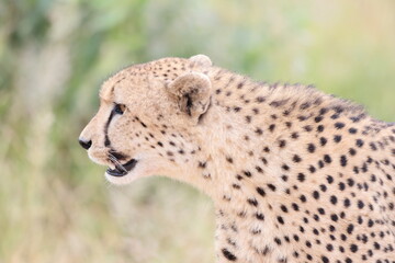 The cheetah (Acinonyx jubatus jubatus) is a species of large feline and the only living member of the genus Acinonyx. This photo was taken in Kruger National Park, South Africa. © feathercollector