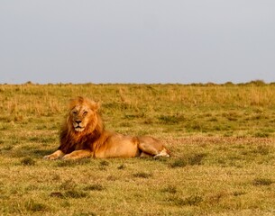 Lion resting in the Kenya savanna during safari © Michael