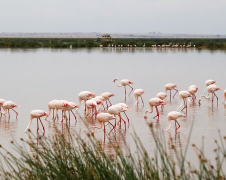 Flamingos wading in water feeding at safari park