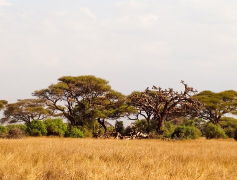 Vultures perching on a dead tree in African savanna