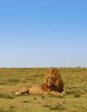 African lion resting in savanna licking its lips