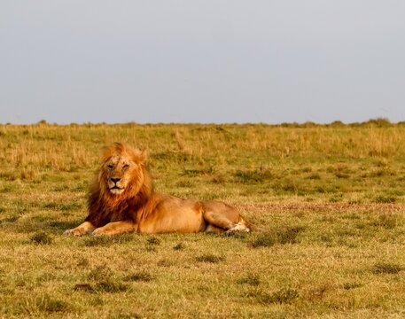 Lion resting in the Kenya savanna during safari