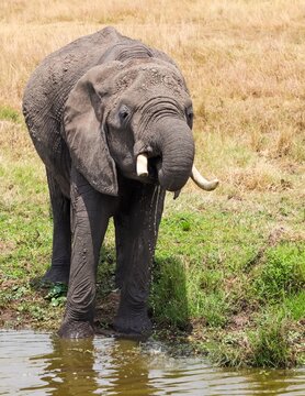 African elephant drinking water at a Kenya safari