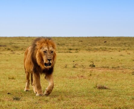 African male lion walking in Kenya savanna