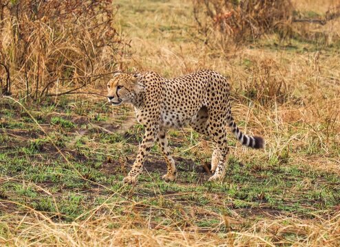 Cheetah walking through dry savanna grass in Africa