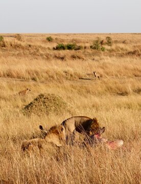 African lions feeding on fresh kill in savanna habitat