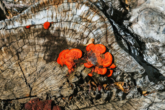Bright orange bracket fungi grow on weathered old tree stump
bracket fungi mushrooms growing on weathered. cracked old tree stump with natural wood grain textures. Wild mushrooms with dead wood log.