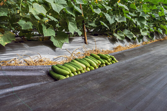 Freshly harvested green cucumbers neatly stacked along row of cucumber plants in farm. Pile of freshly picked cucumbers stacked neatly on ground cover fabric along lush row of growing cucumber plants.