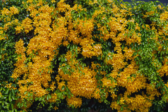 Beautiful Yellow Cat's Claw Creeper Flowers Blooming on Wall. Vibrant wall cover with blooming yellow Cat's Claw Creeper flowers and lush leaves. Beautiful natural floral background and hedge texture.