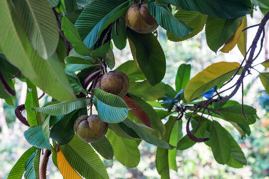 Dillenia indica or elephant apple fruits hanging on tree branch. Dillenia indica, commonly known as elephant apple or chalta, with rounded yellowish brown fruits hanging from tree branch in garden.