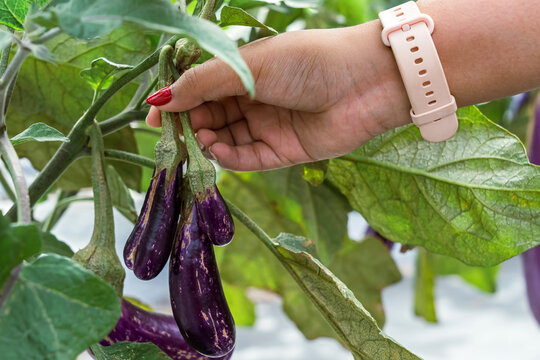 Farmer hand inspecting organic long purple eggplants growing on plant in agricultural field. Hand holding and inspecting fresh long purple eggplants hanging from plant branch in organic vegetable farm
