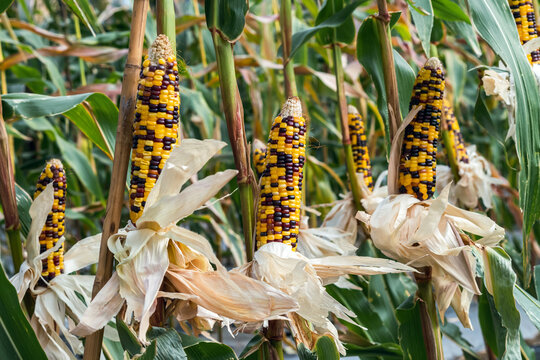 Waxy glass gem corn or organic calico corn in plantation ready for harvest. Colorful Indian flint corn cobs with yellow and purple kernels growing on stalks in agricultural field before harvest season