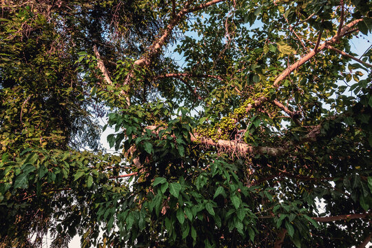 Bunches of green cluster figs or Ficus racemosa growing on tree trunk and branches. Ficus racemosa, also known as Cluster Fig or Goolar. Abundant clusters of young green figs growing from tree bark.