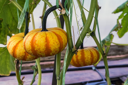 Small striped pumpkin with yellow and orange patterns hanging from vine in greenhouse farm. Decorative harvest pumpkin growing on vine for autumn season concept. Mini fancy pumpkin in organic farm.