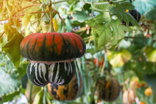 Close up to Exotic Turban squash or Turk's Turban pumpkin with orange and green stripes hanging from vine in organic greenhouse farm. Organic decorative fancy pumpkin growing in agricultural farm.