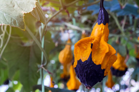 Unique two toned ornamental gourd with vibrant orange and dark green black colors hanging from vine in organic farm. Organic fancy Swan Neck and small pumpkin decorative gourd in greenhouse plantation