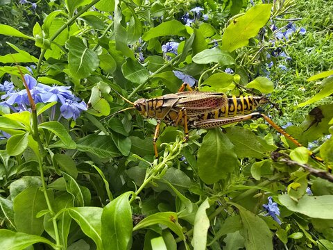 grasshopper on the leaf