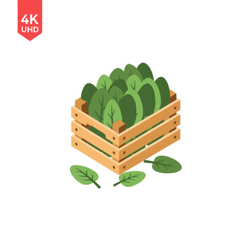 Fresh green leafy vegetables in wooden crate illustration.