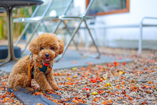 A cute brown toy poodle sitting outdoors on gravel in morning light. This close up daylight portrait uses selective focus, leaving great copy space beside a loyal canine best friend.