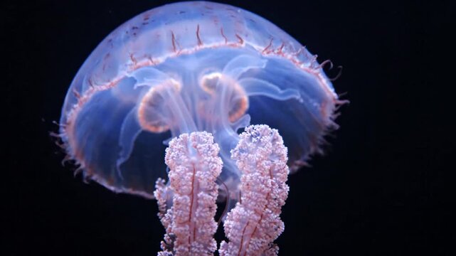 Glowing Blue Jellyfish Floating in Deep Black Water