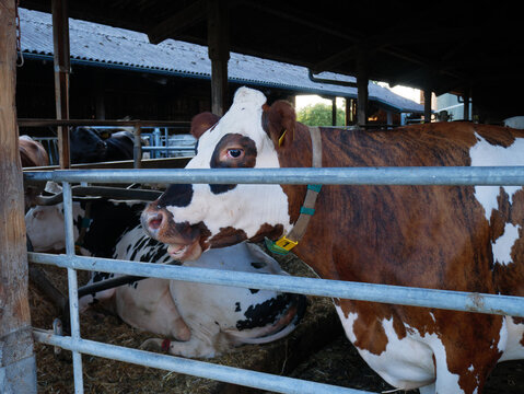Farm animal enclosure with a dairy cow behind metal gates inside a traditional rural agricultural barn building