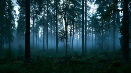 Fototapeta premium Misty Scandinavian pine forest at dawn with ethereal blue atmosphere