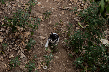 cat in a garden © Lara