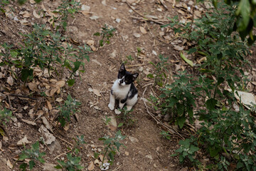 cat in a garden © Lara