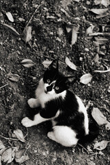 cat in a garden © Lara